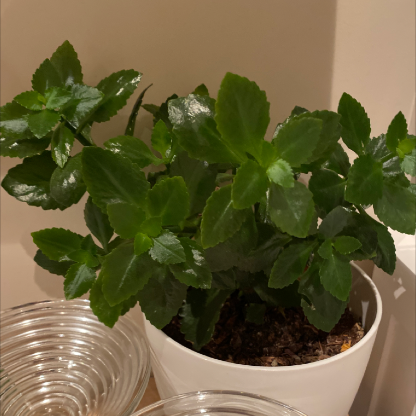 Florist Kalanchoe plant photo by @Abbey123 named Angel on Greg, the plant care app.