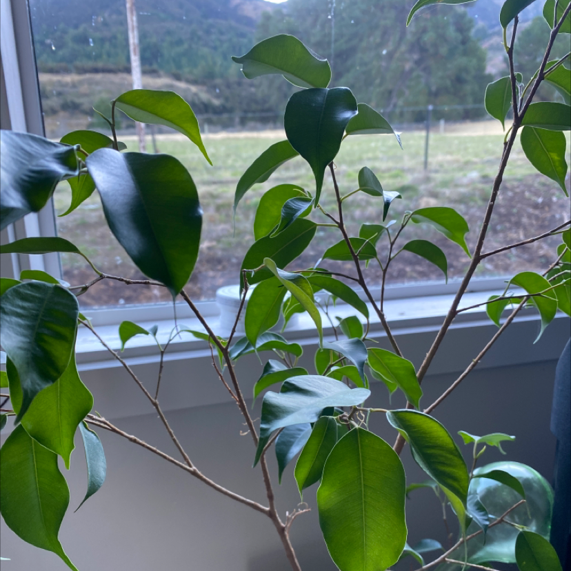 Weeping Fig plant photo by @Abbey123 named Colin on Greg, the plant care app.