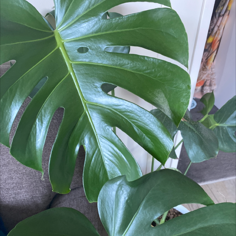 Monstera plant photo by @Abbey123 named Lil Monster on Greg, the plant care app.