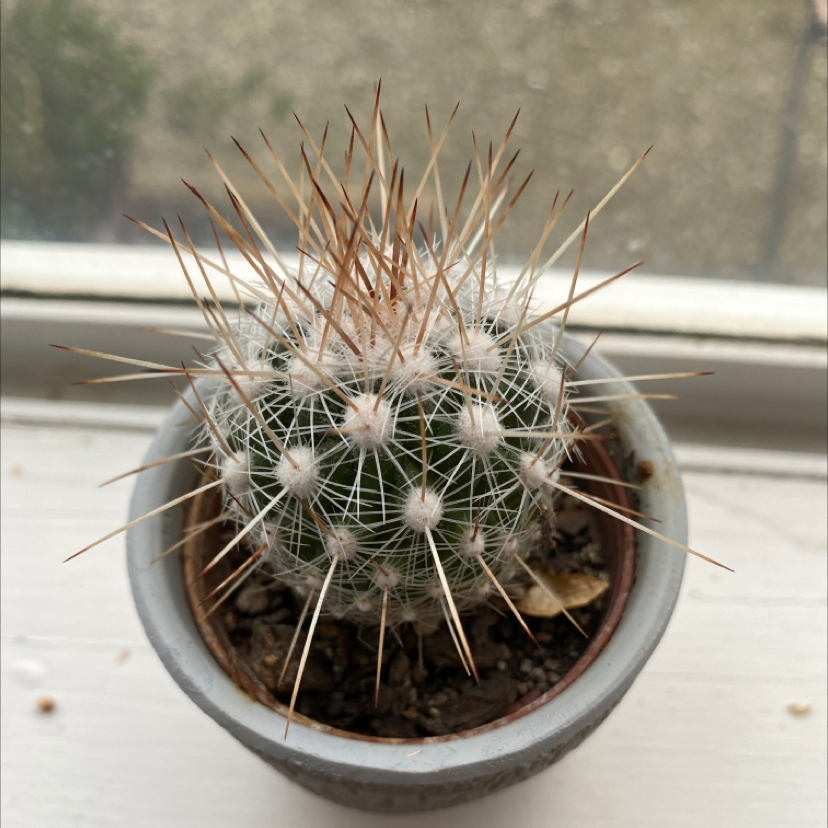 Photo of the plant species The Glory of Texas by @Abbey123 named Arya on Greg, the plant care app