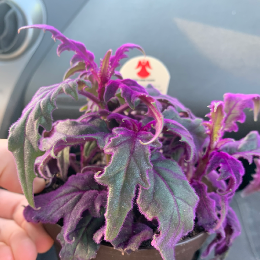 Photo of the plant species Purple Velvet Plant by @Doomgoon named Morgan Treeman on Greg, the plant care app