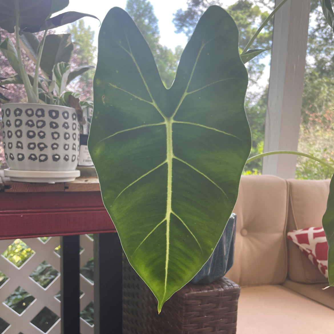 Close-up of a healthy Green Velvet Alocasia leaf with prominent veins.