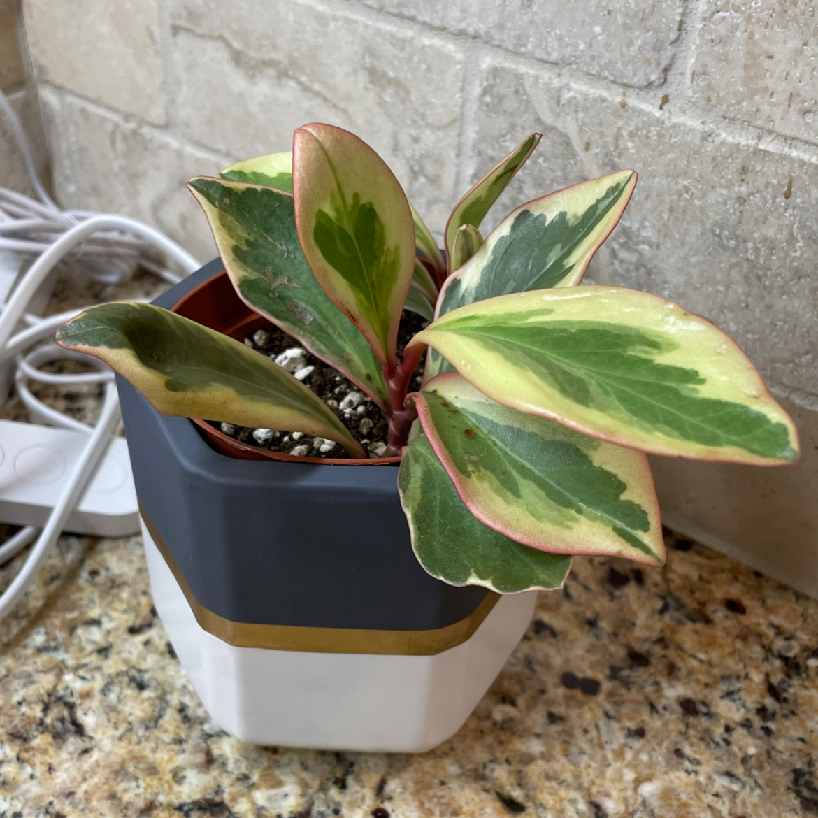 Peperomia 'Ginny' plant in a pot with variegated leaves showing green, cream, and pink colors.