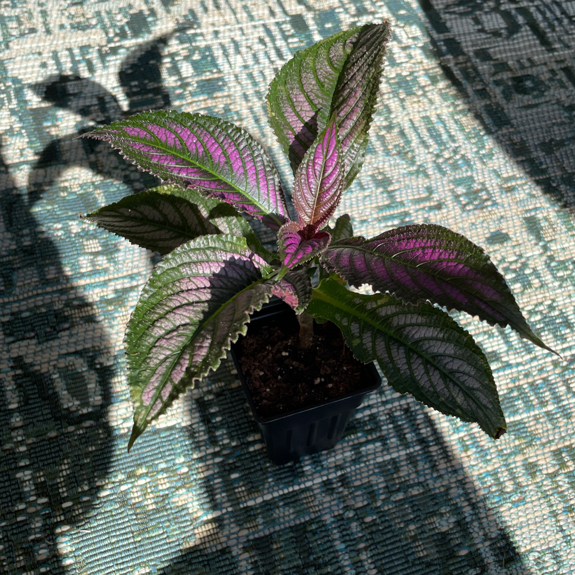Persian Shield plant with vibrant purple and green leaves in a small pot.