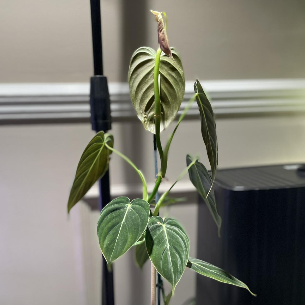 Black Gold Philodendron plant with green leaves indoors, well-lit.