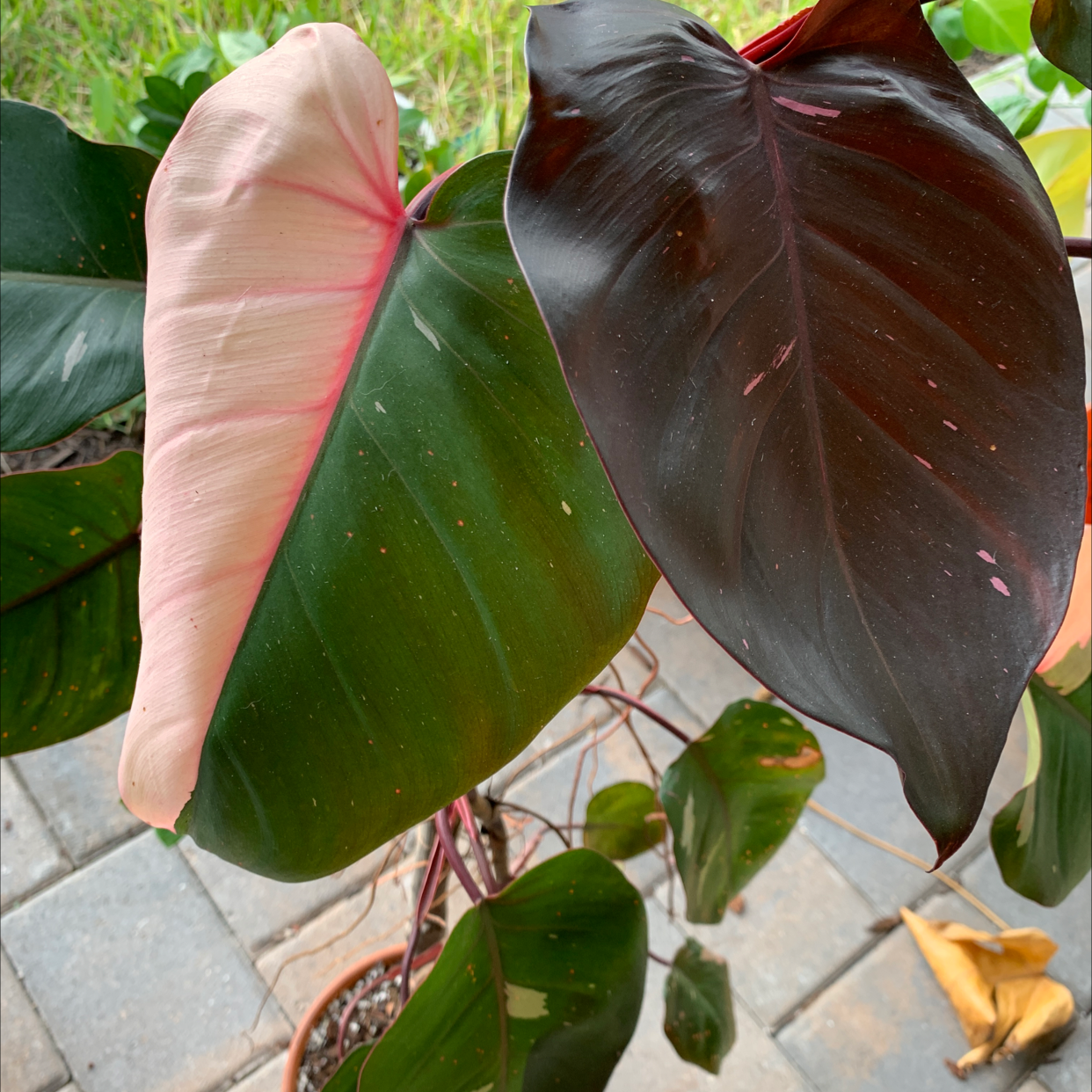 Pink Princess Philodendron with pink, green, and dark leaves in a pot on a patio.