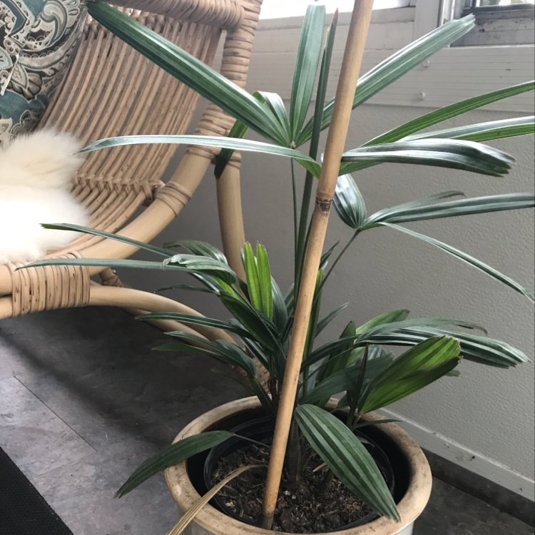 Healthy Rhapis palm in woven pot with green fan-shaped leaves, thin woody stems, no discoloration or damage, indoors.