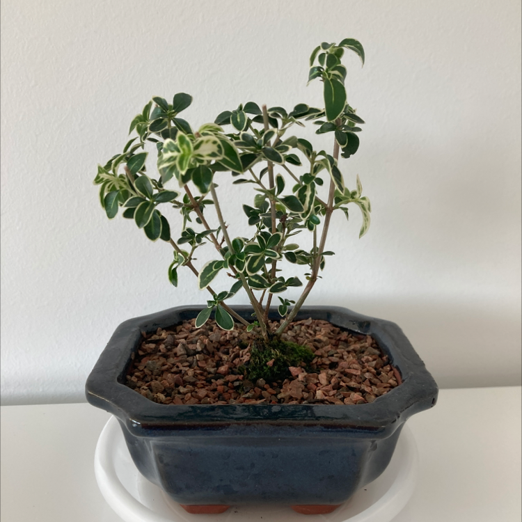 Potted Snowrose plant with variegated leaves in a bonsai pot.