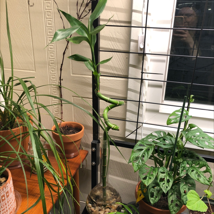 Lucky Bamboo plant photo by @candleknights named Yojimbo on Greg, the plant care app.