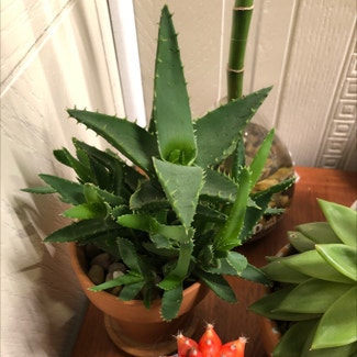 Short-Leaved Aloe plant in Minneapolis, Minnesota