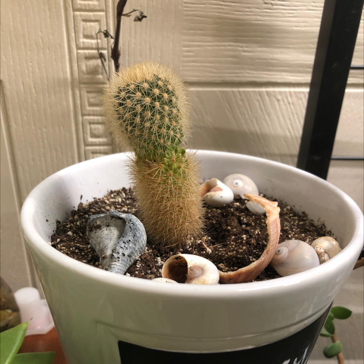 Texas Rainbow Cactus plant photo by @candleknights named Charley on Greg, the plant care app.
