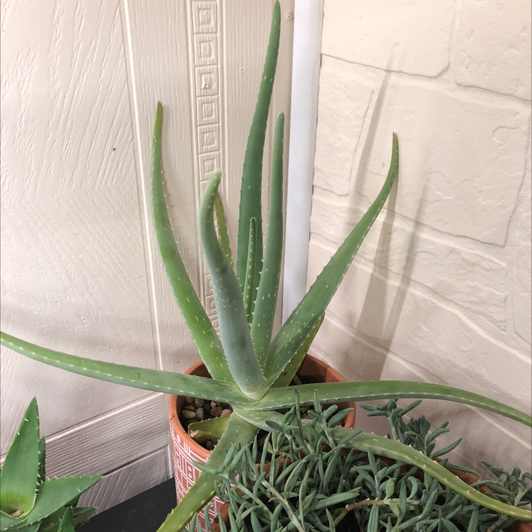 Aloe vera plant photo by @candleknights named Pasithea on Greg, the plant care app.