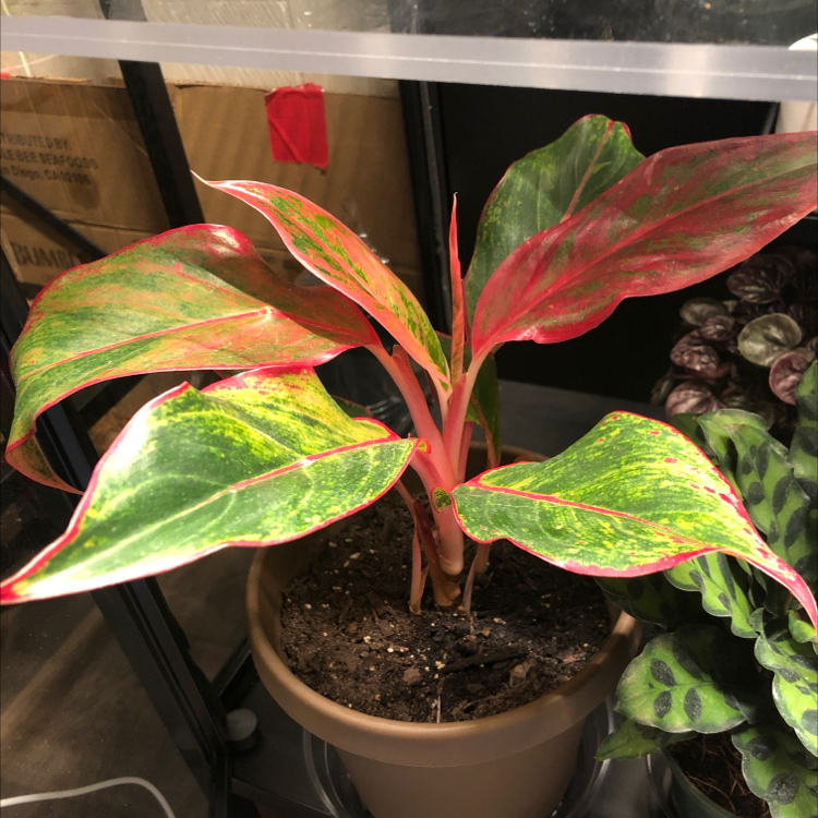 Chinese Evergreen plant photo by @candleknights named Malorie on Greg, the plant care app.