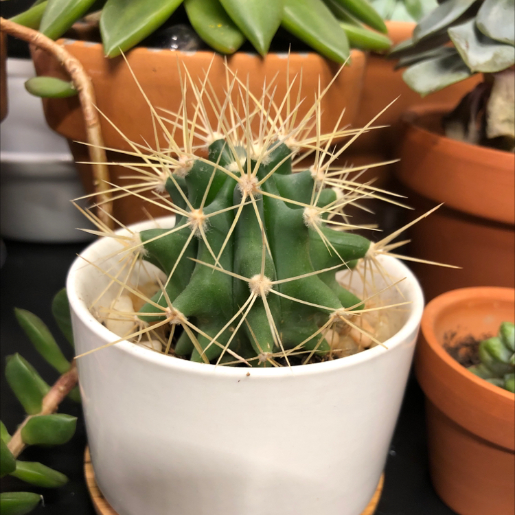 Golden Barrel Cactus plant photo by @candleknights named Shadow on Greg, the plant care app.