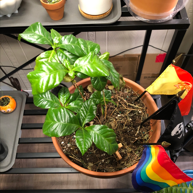 Arabian Coffee Plant plant photo by @candleknights named Arizona on Greg, the plant care app.