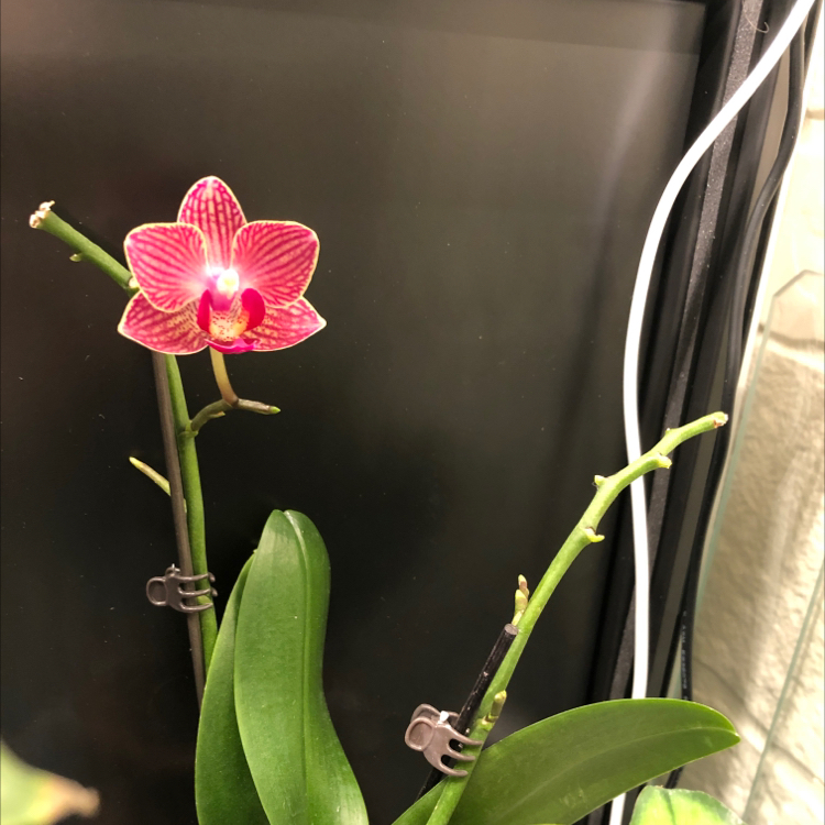 Moon Orchid plant photo by @candleknights named Persephone on Greg, the plant care app.