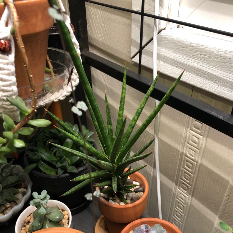 Dracaena 'Mikado' plant photo by @candleknights named Frusty on Greg, the plant care app.