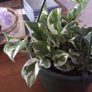 Pearls and Jade Pothos plant photo by Jobie named Pearl and Jade Pothos (4) on Greg, the plant care app.