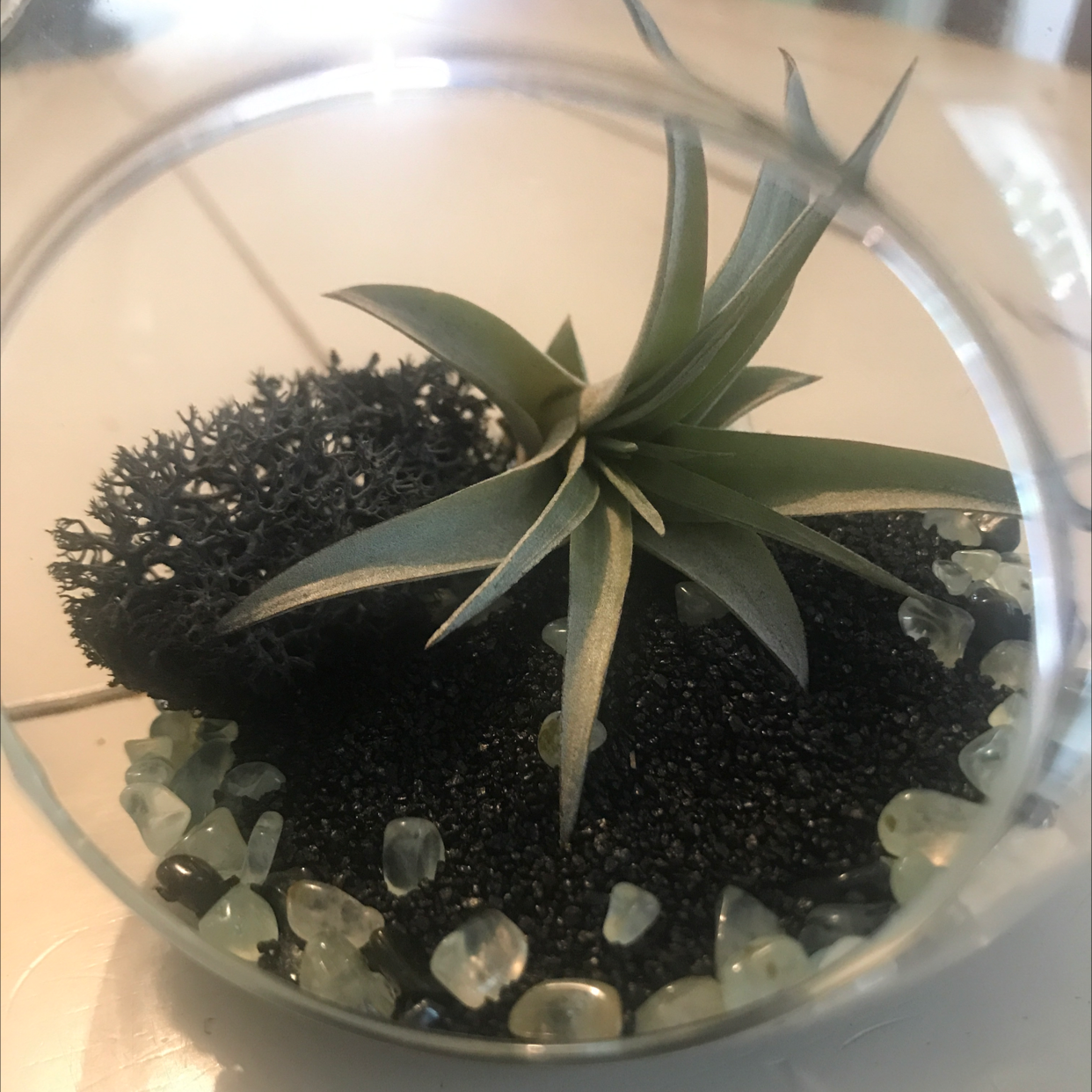 Fishbone Air Plant in a glass container with black soil and decorative stones.