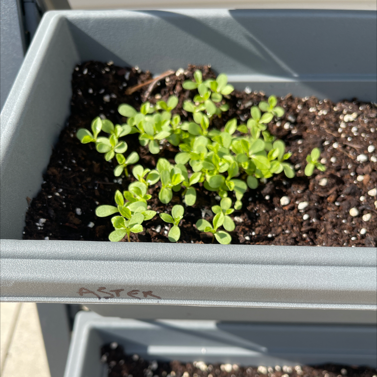 Young Giant Crego Aster seedlings in a planter with visible soil.