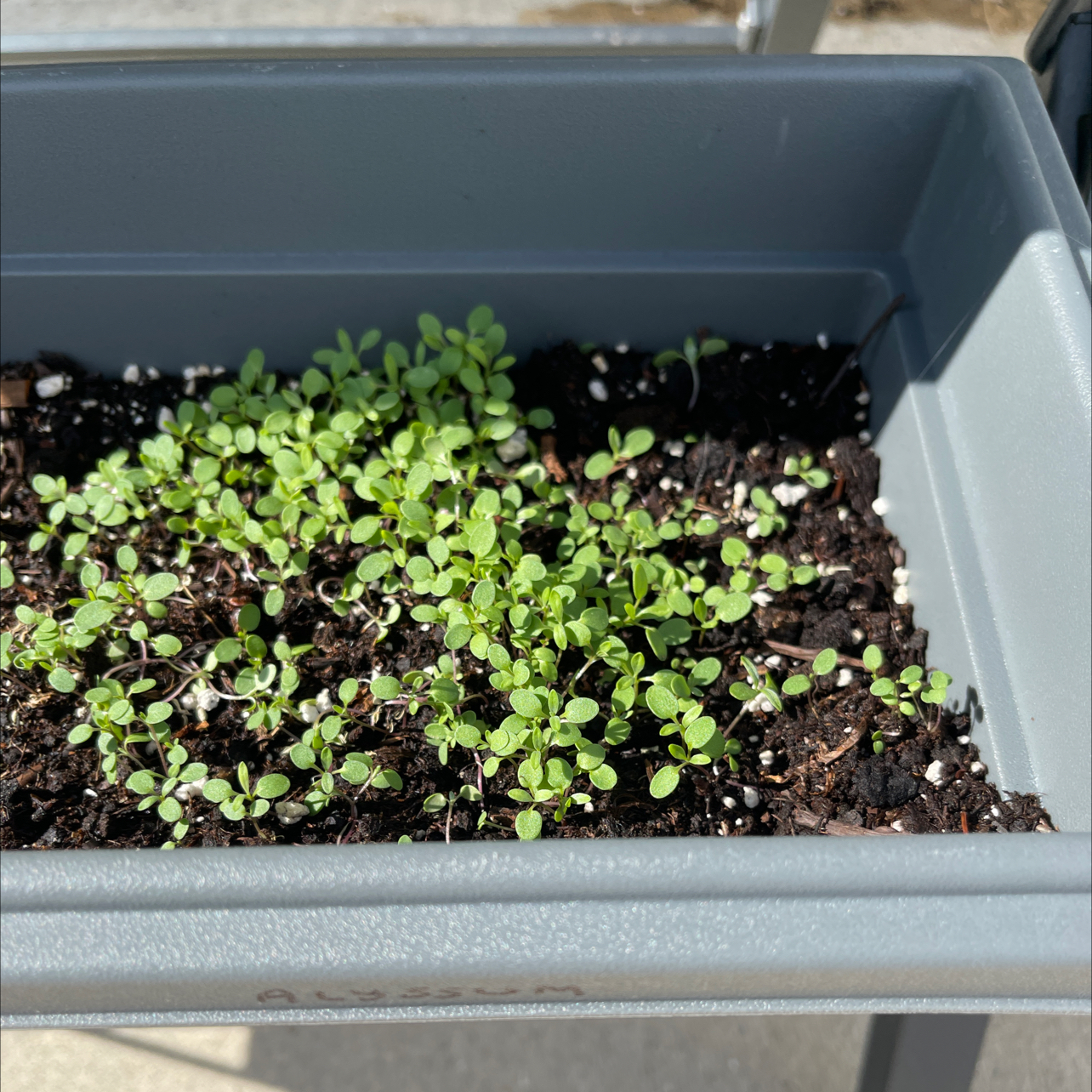 Healthy sweet alyssum seedlings with bright green leaves growing in a small gray plastic tray filled with soil.