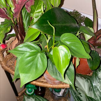 Heartleaf Philodendron plant in Florham Park, New Jersey
