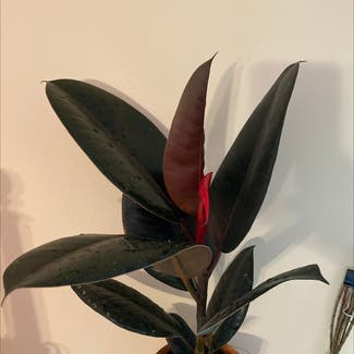 Rubber Plant plant in Florham Park, New Jersey