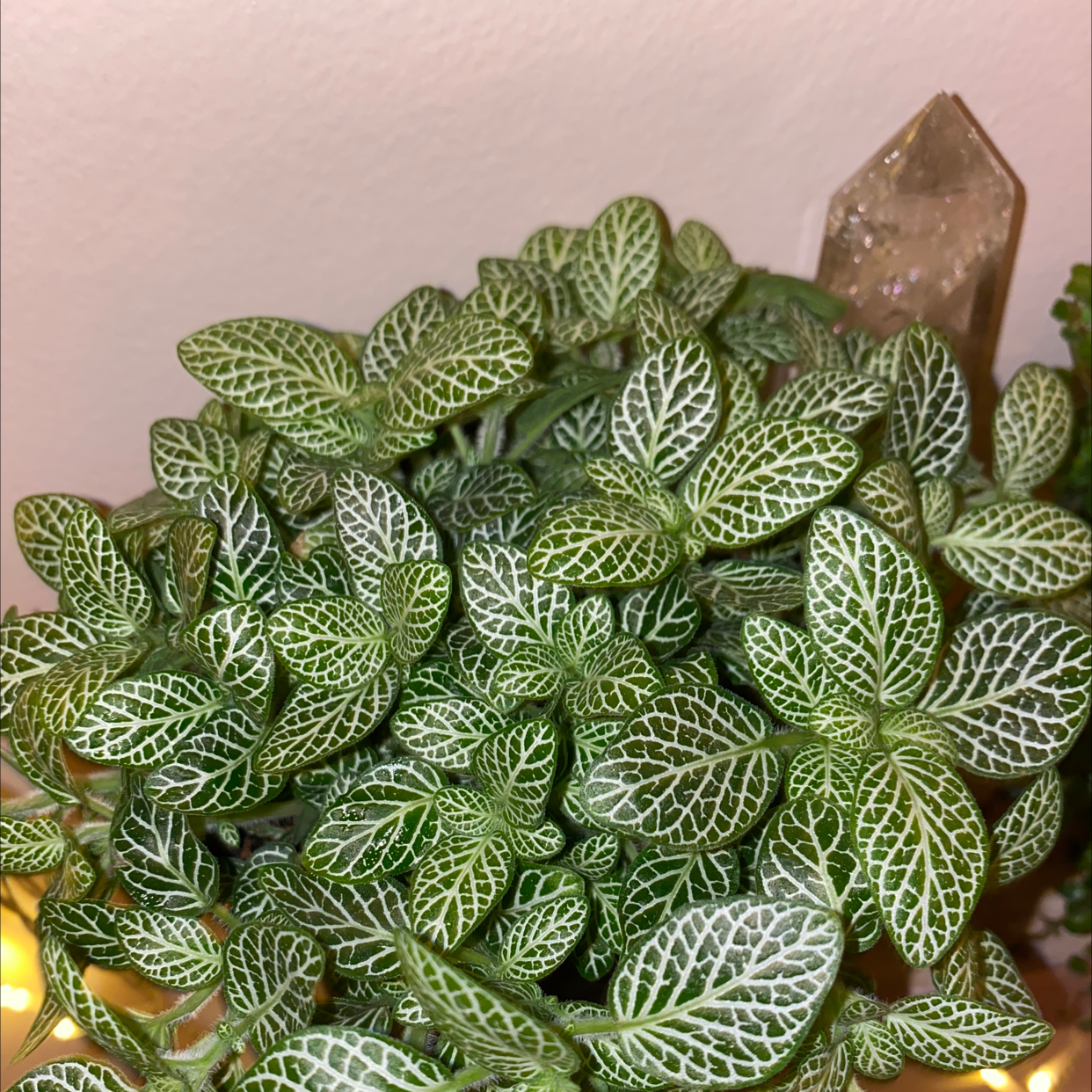 Nerve Plant plant photo by @Cassiefinz named Aria on Greg, the plant care app.
