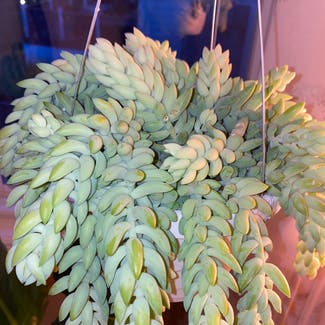 Burro's Tail plant in Florham Park, New Jersey