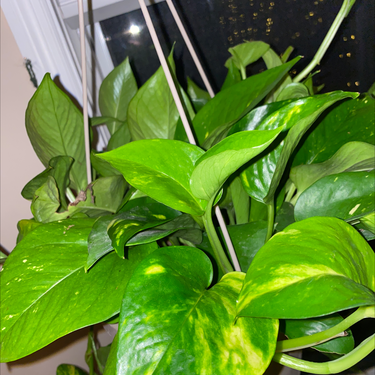 Taro Vine plant photo by @Cassiefinz named Kesha on Greg, the plant care app.