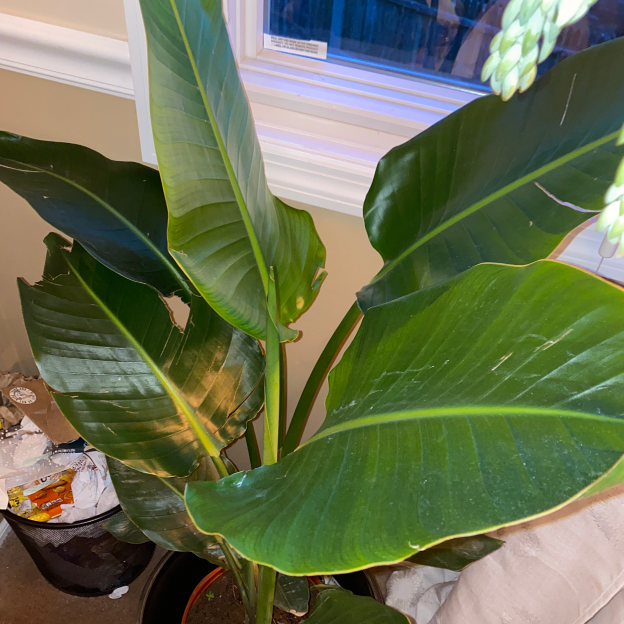 Bird of Paradise plant photo by @Cassiefinz named Zion on Greg, the plant care app.