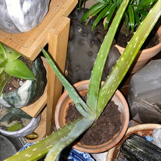 Aloe Vera plant in Florham Park, New Jersey