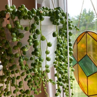 String of Pearls plant in Florham Park, New Jersey