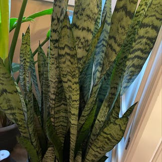 Snake Plant plant in Florham Park, New Jersey