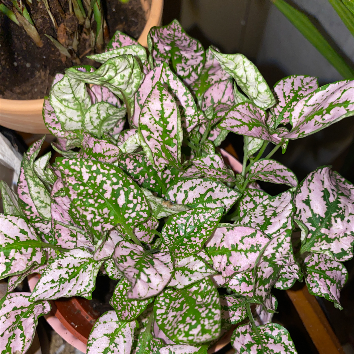 Polka Dot Plant plant photo by @Cassiefinz named Miley on Greg, the plant care app.