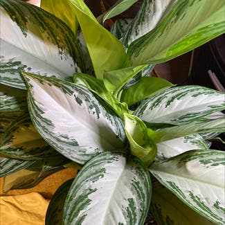Chinese Evergreen plant in Florham Park, New Jersey