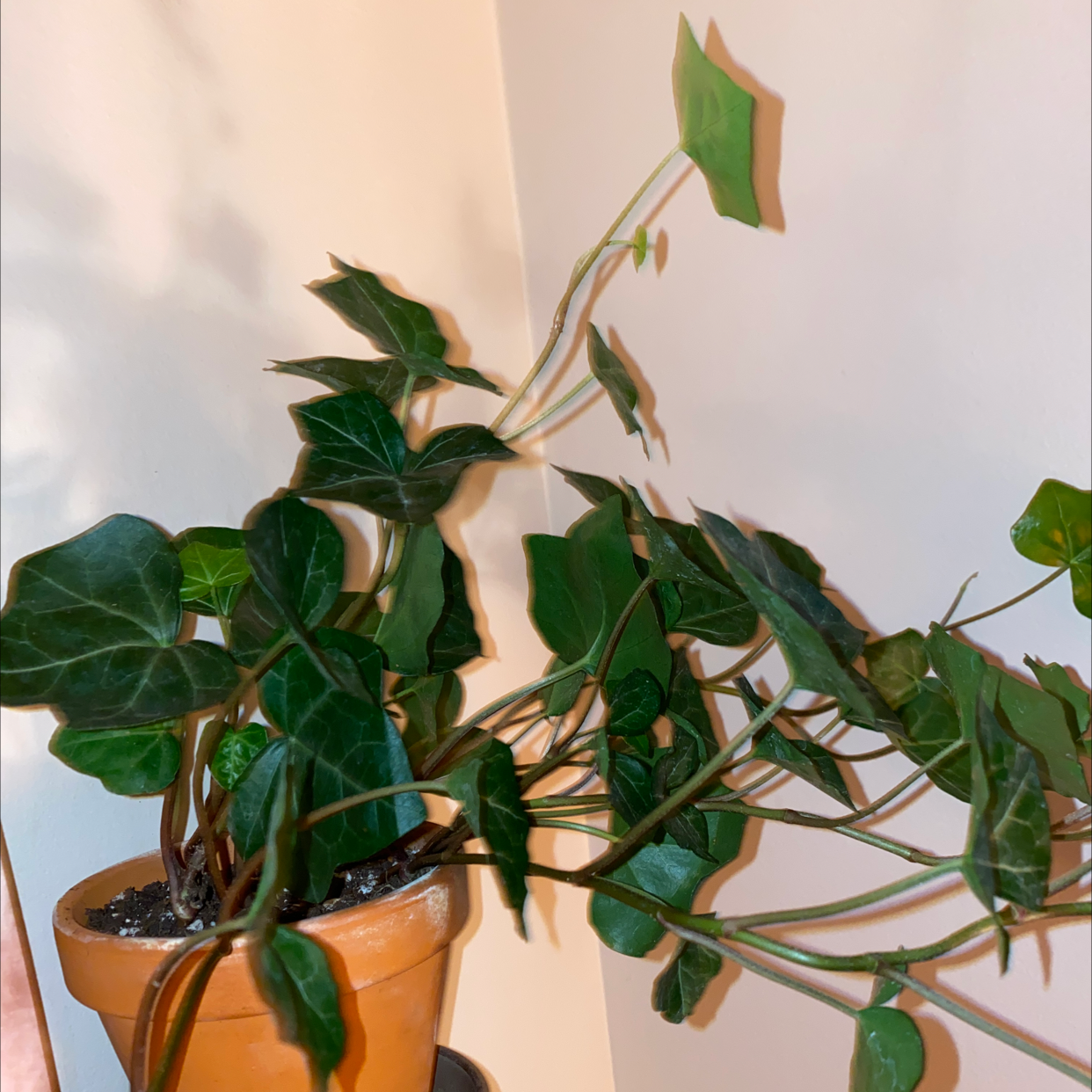 English Ivy plant photo by @Cassiefinz named Willow on Greg, the plant care app.