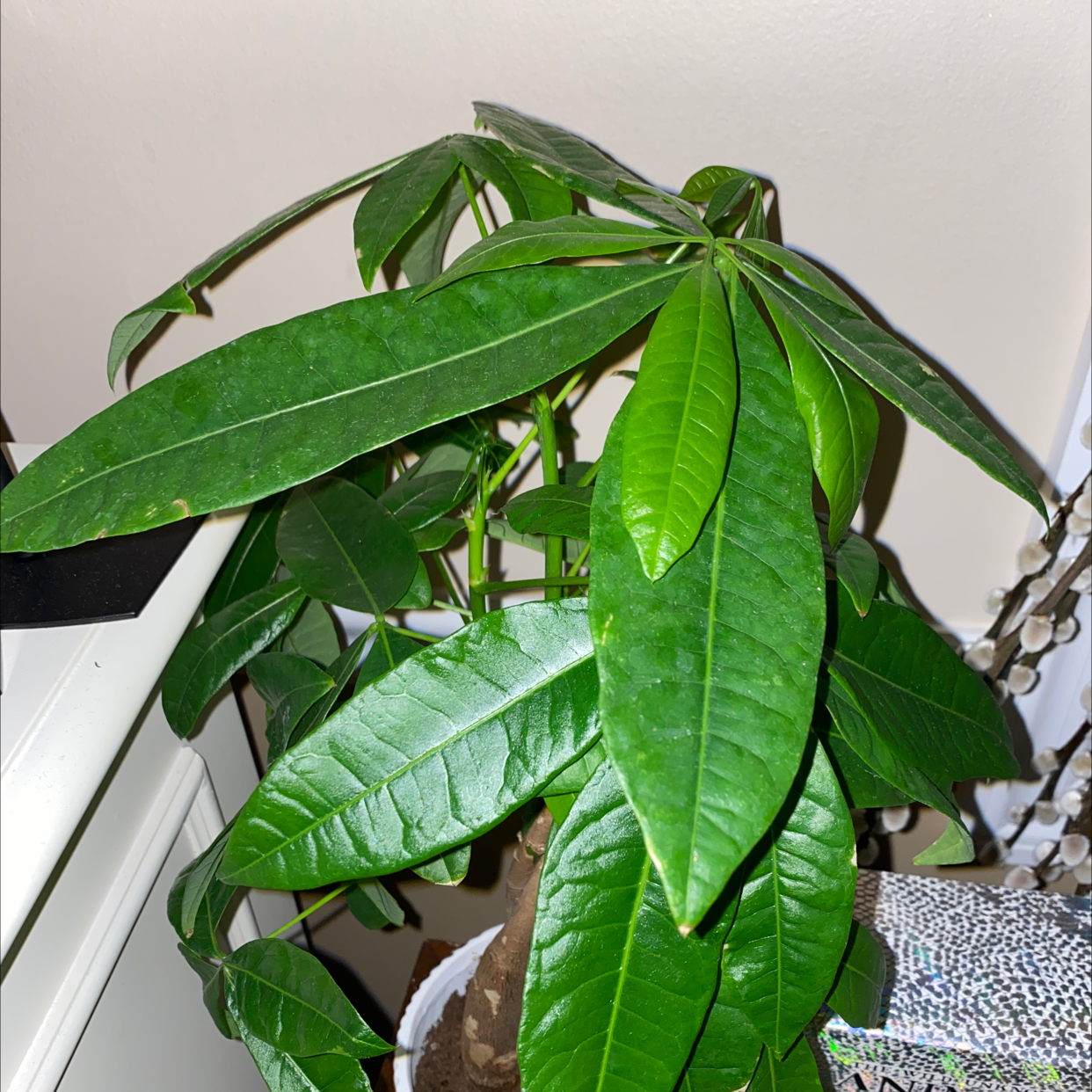 Money Tree plant photo by @Cassiefinz named Rainier on Greg, the plant care app.