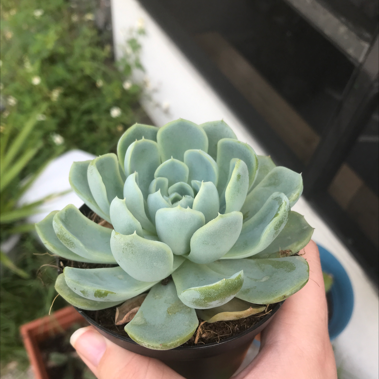 Photo of the plant species Echeveria Elegans by @cberry named Aristotle on Greg, the plant care app