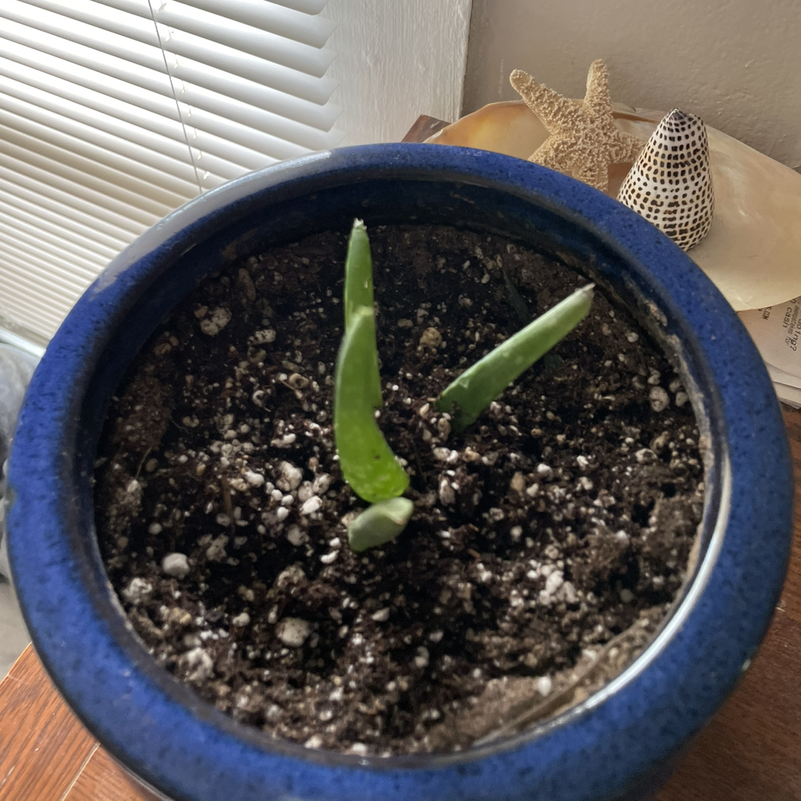 Aloe vera plant photo by Sequoia named daisy on Greg, the plant care app.