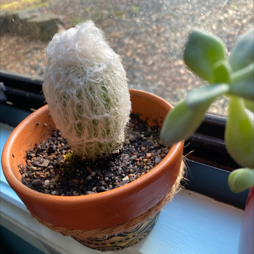 Photo of the plant species Button Cactus by @Plantkilla named Fernando fluffystab on Greg, the plant care app