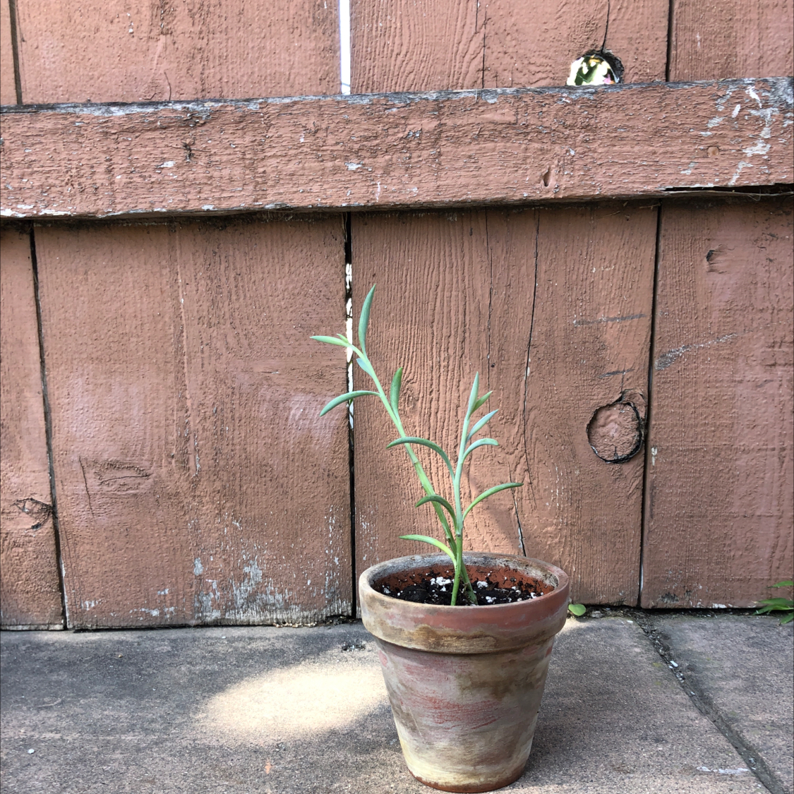 Healthy Mother of Millions succulent plant growing in a terracotta pot against a rustic wooden fence background.
