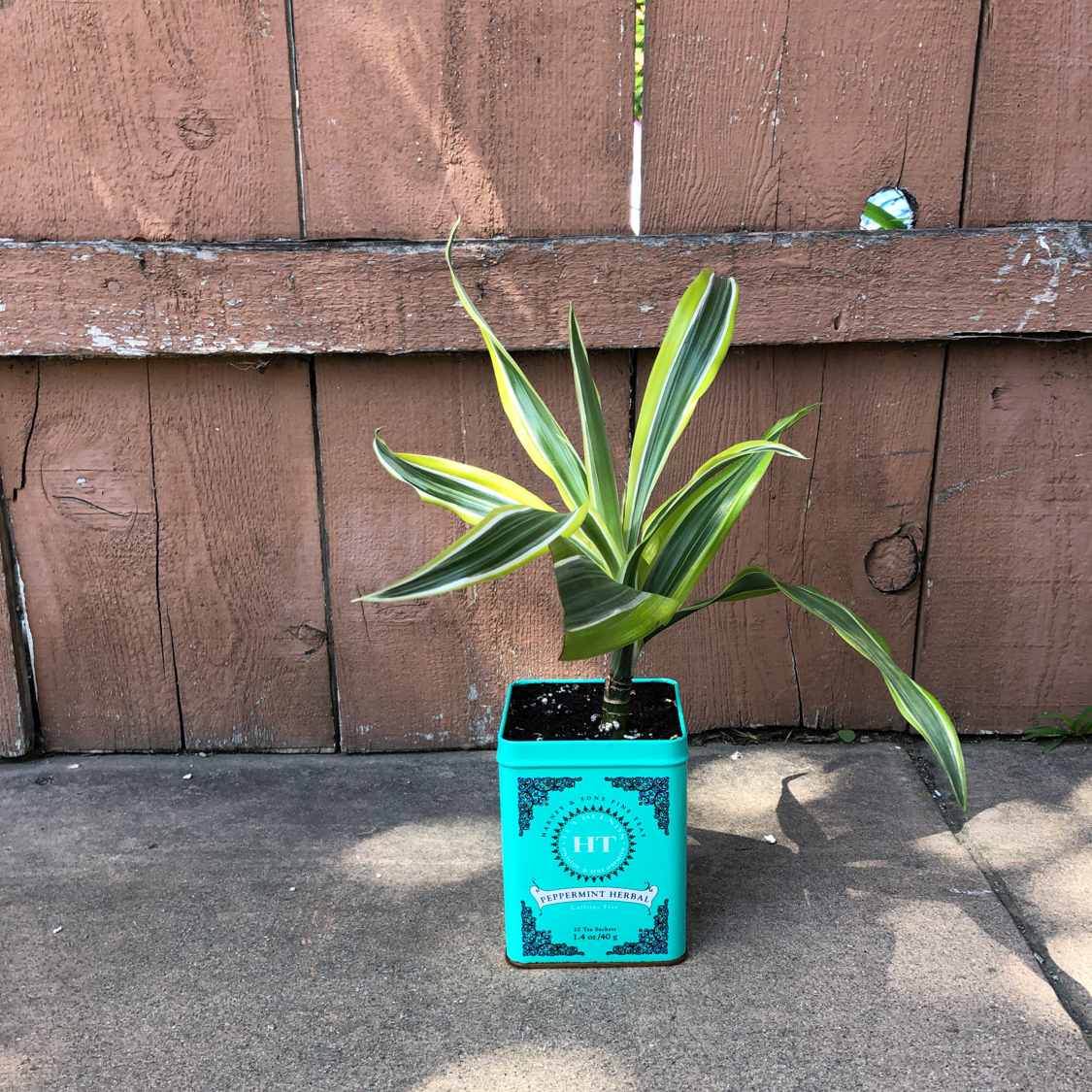 Variegated Spider Plant in a decorative pot against a wooden fence.
