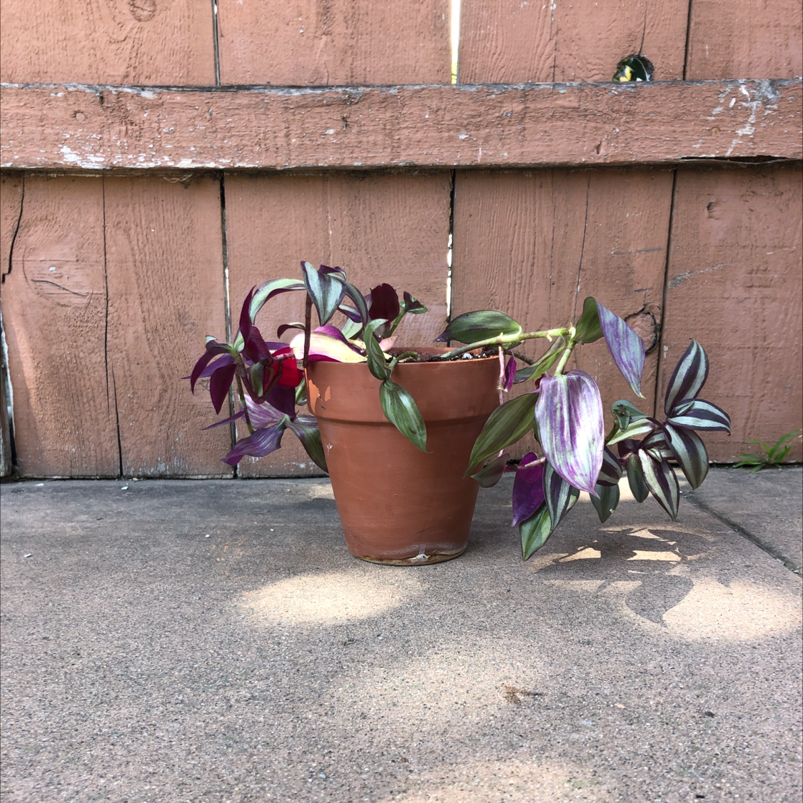 A healthy tradescantia zebrina plant in a terra cotta pot, surrounded by smaller potted plants against a weathered wooden fence.