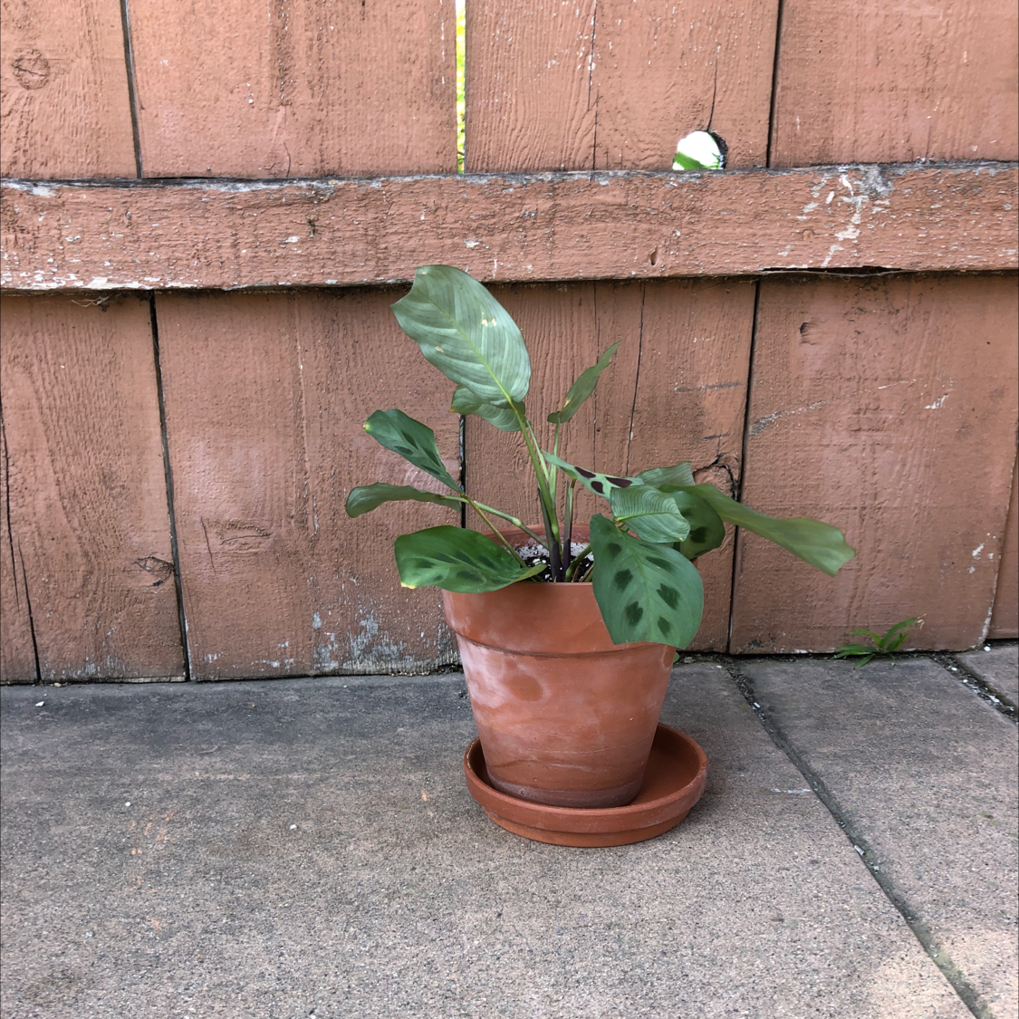 A healthy young Green Prayer Plant in a terracotta pot against a wooden fence background, exhibiting vibrant green oval leaves with prominent veins.