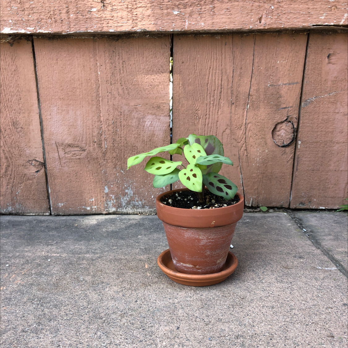 A healthy young Green Prayer Plant in a terracotta pot, with vibrant green patterned leaves and visible moist soil.