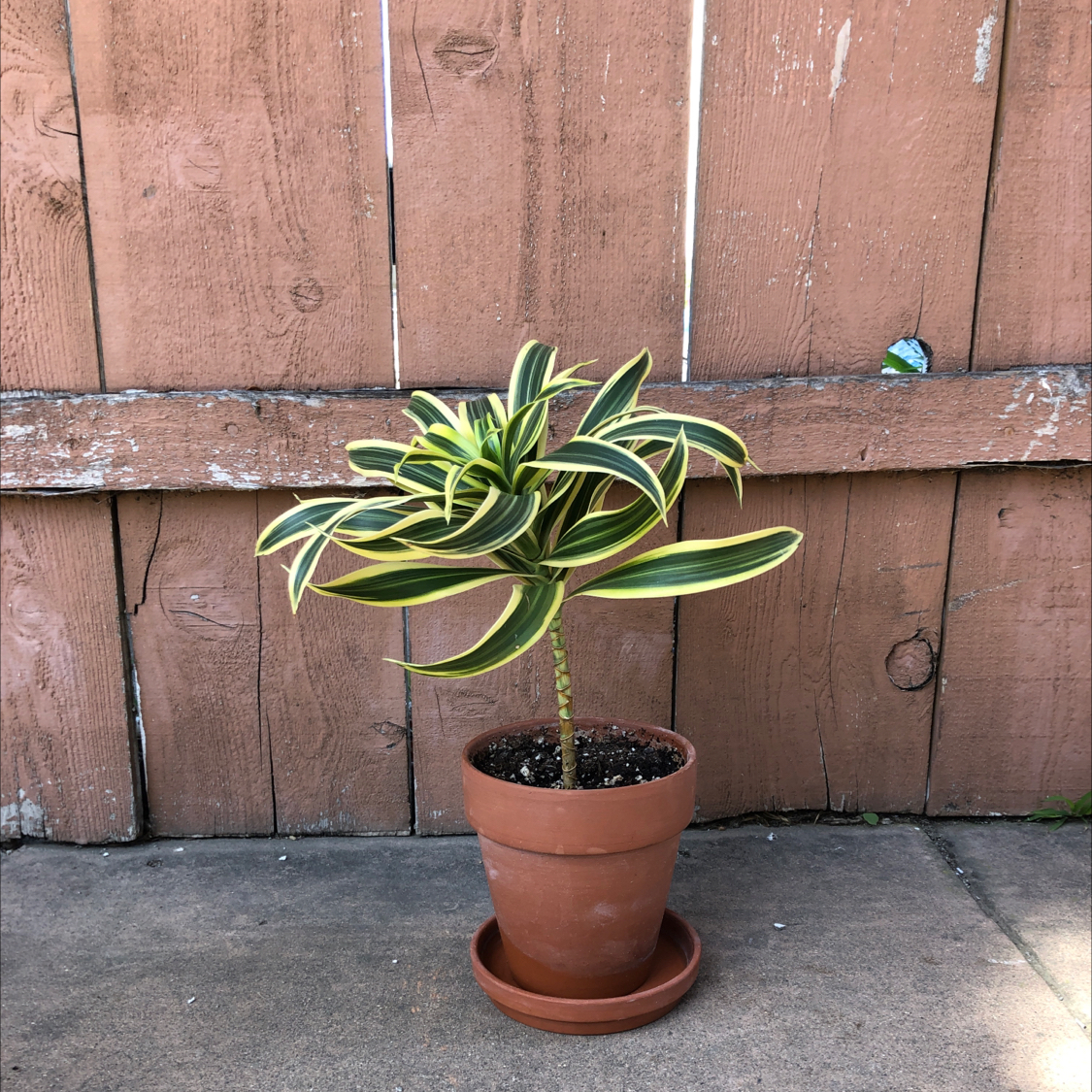 Healthy Song of India plant with vibrant green and yellow variegated leaves in a terracotta pot, against a rustic wooden fence background.