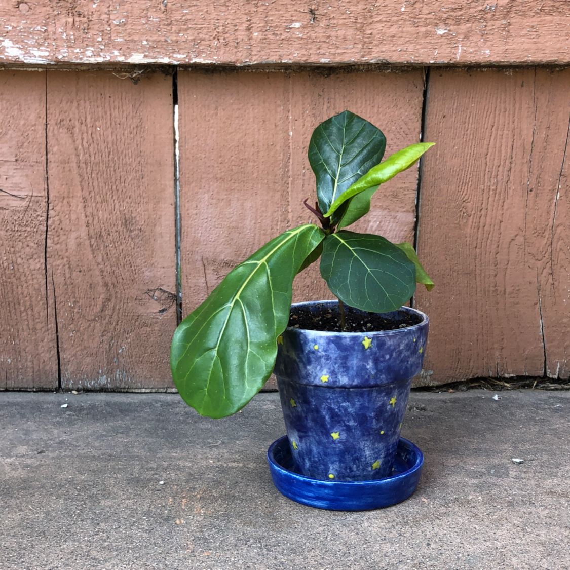 Fiddle Leaf Fig plant in a blue pot with a saucer against a wooden wall.