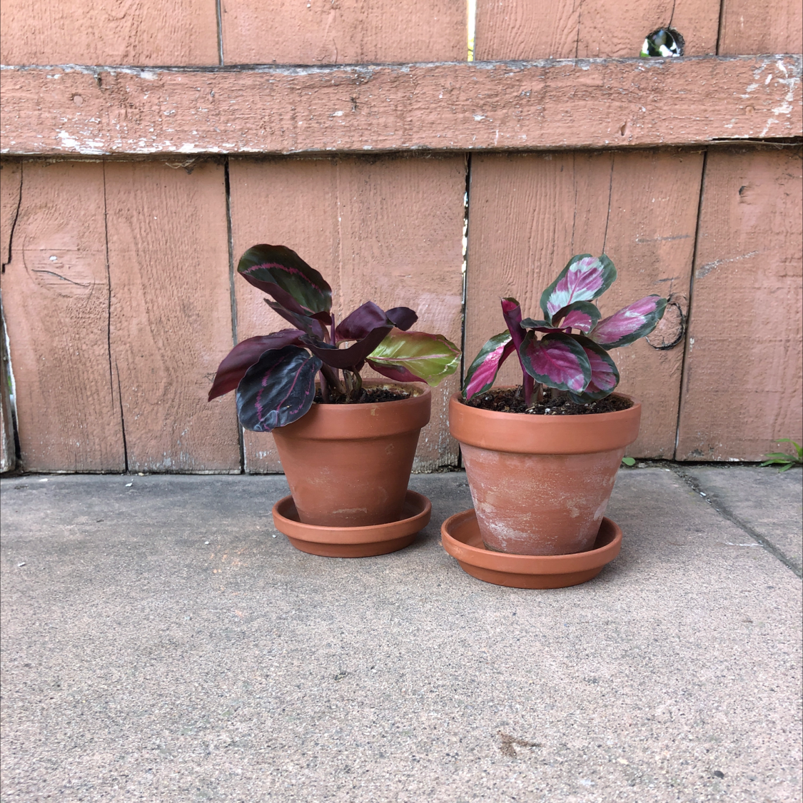 Two healthy potted Calathea roseopicta plants with dark green, burgundy and pink leaves sitting on wood.
