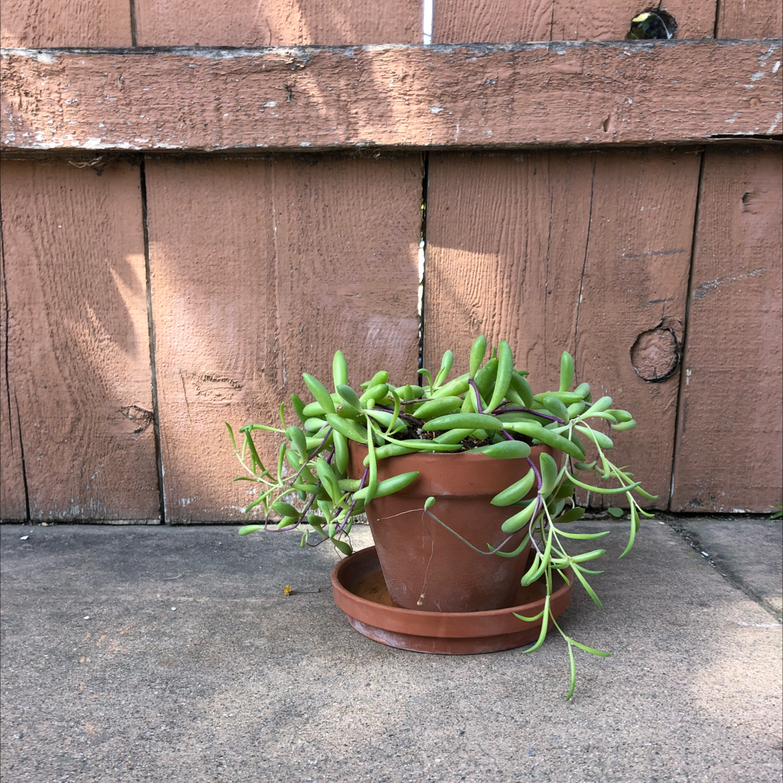 Photo of the plant species Shoreline Sea Purslane by Kaiya named medusa on Greg, the plant care app